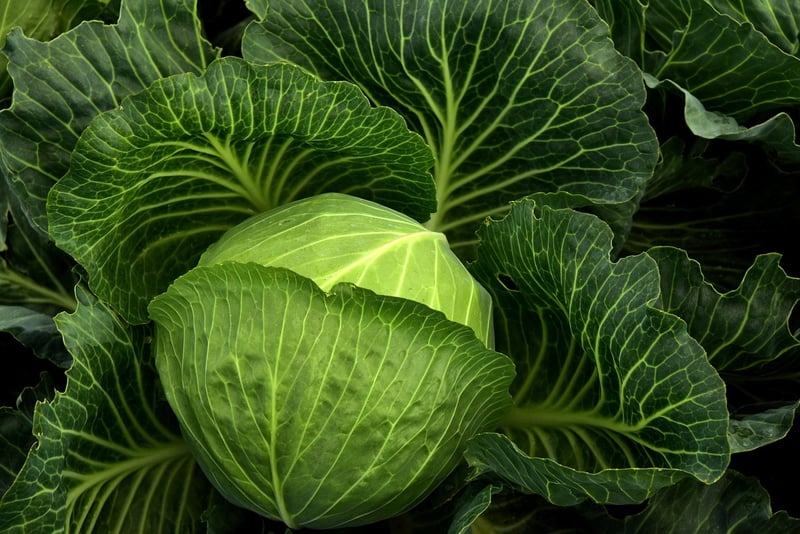 Ornamental Cabbage