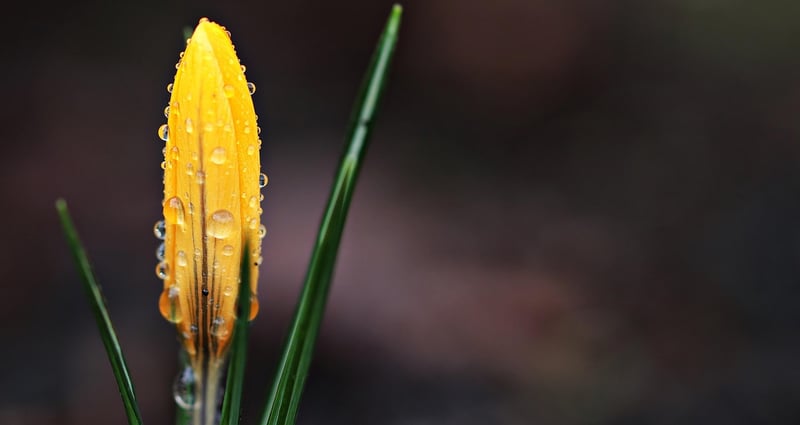 Crocuses