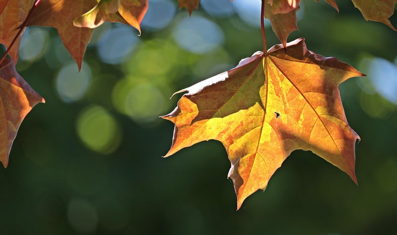 Autumn Blaze Maple Trees