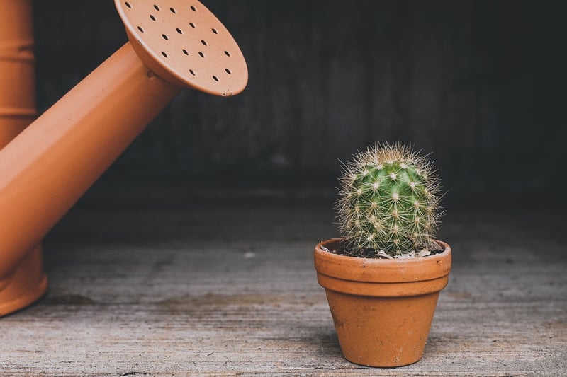 Shoe Organizer Planters